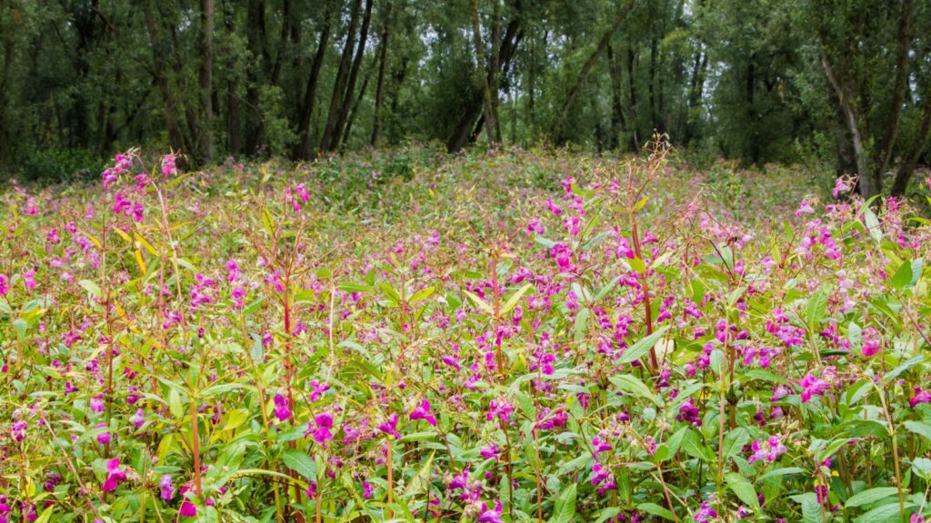 Himalayan Balsam or policeman's helmet in full pink bloom