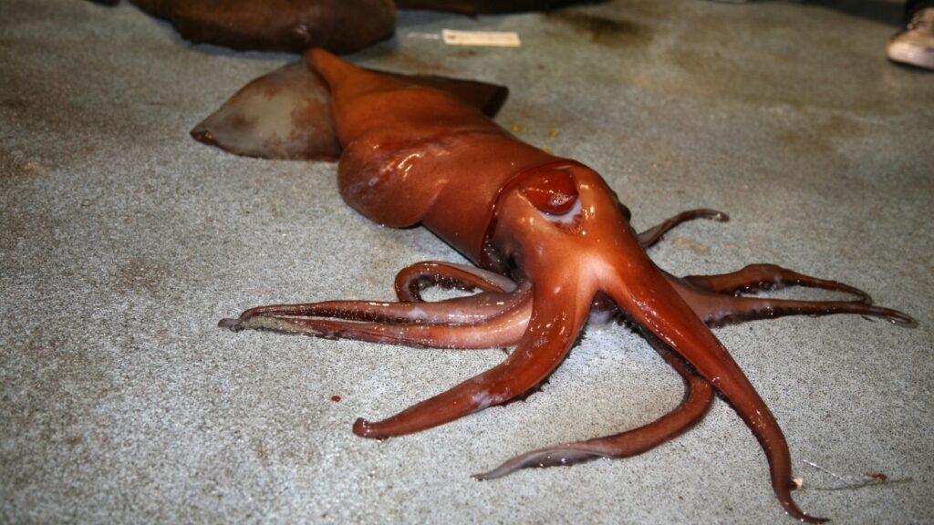 Humboldt Squid