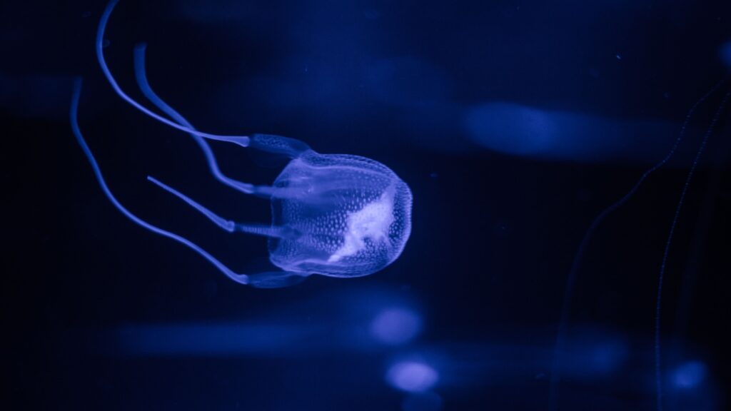 box jellyfish