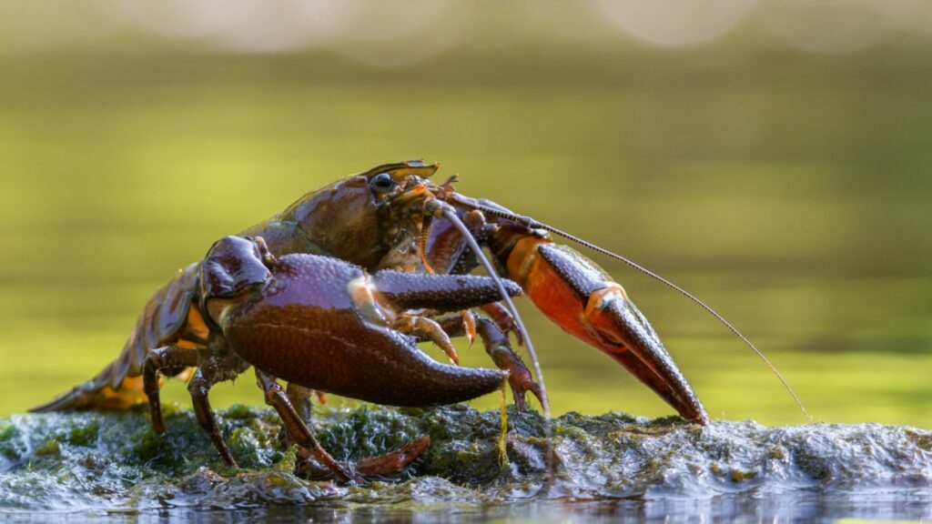 Signal Crayfish