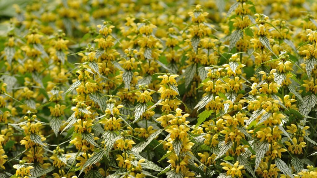 Yellow Archangel