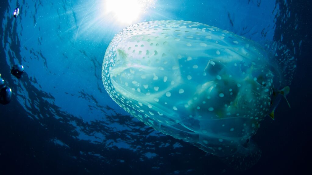 box jellyfish