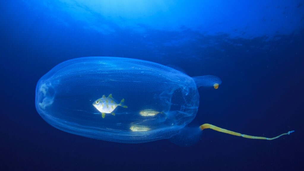 Jellyfish and fish. Juvenile fish inside a salp