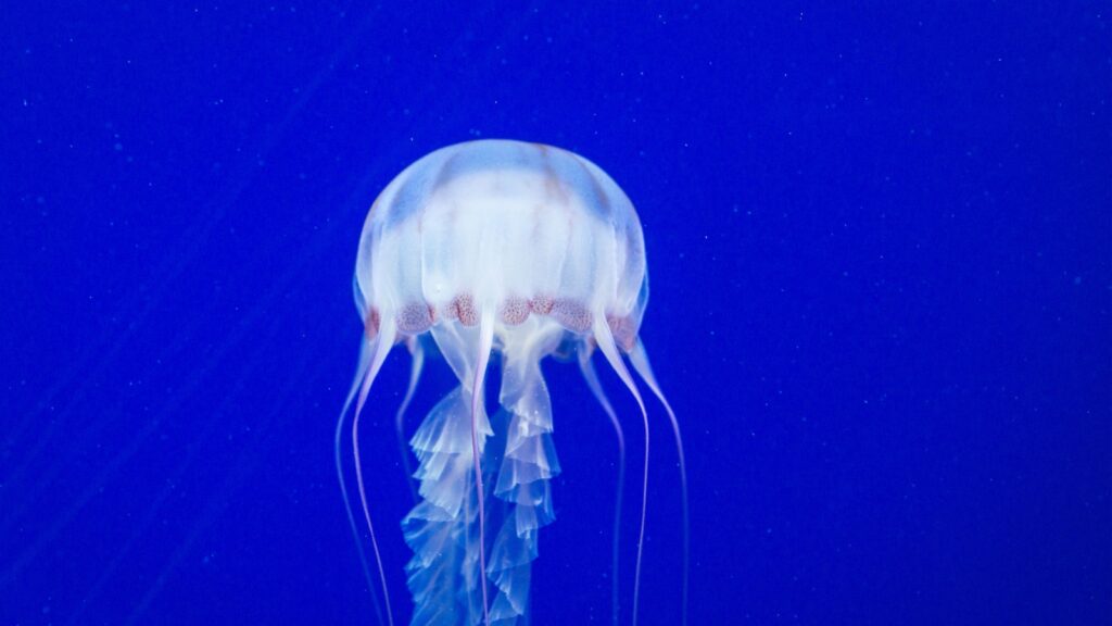 box jellyfish