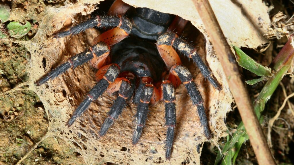 Trapdoor Spiders