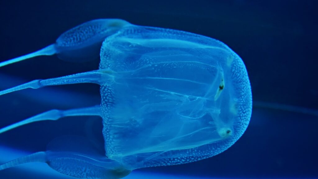 box jellyfish