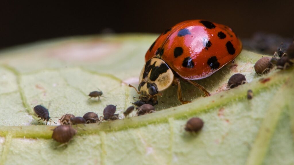 Harlequin ladybird (Harmonia axyridis) adult eating aphid. Predatory beetle in family Coccinellidae feeding on blackfly