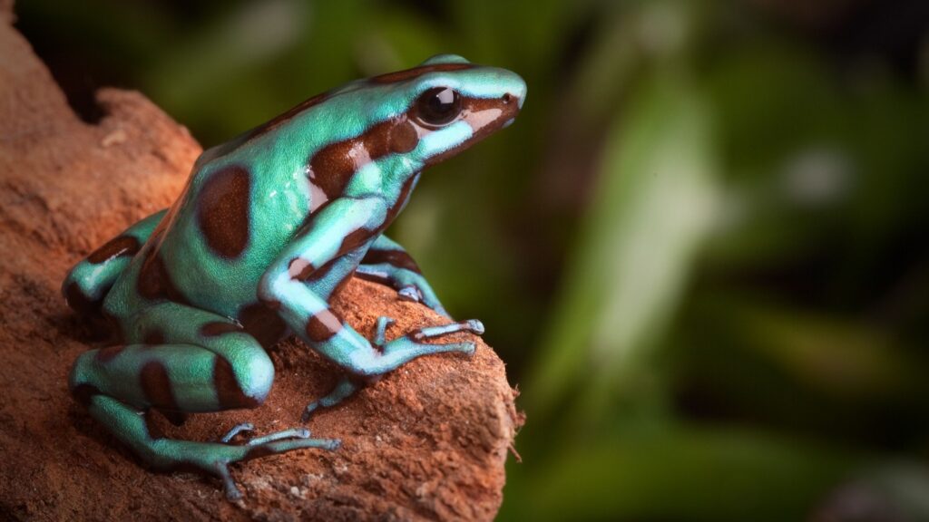 golden poison dart frog dendrobates auratus poisonous animal with bright warning colors lives in tropical rainforest of Panama