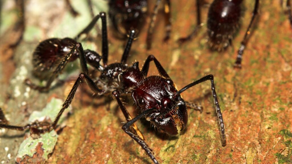 Bullet Ants in the Peruvian Amazon: the most painful and dangerous stinging insect in the WORLD!