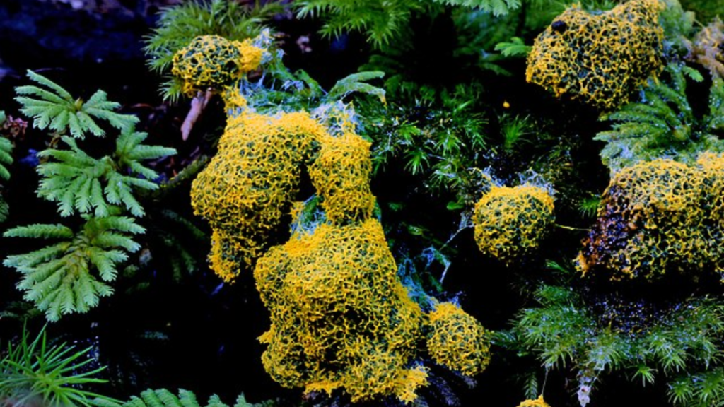 yellow slime mold