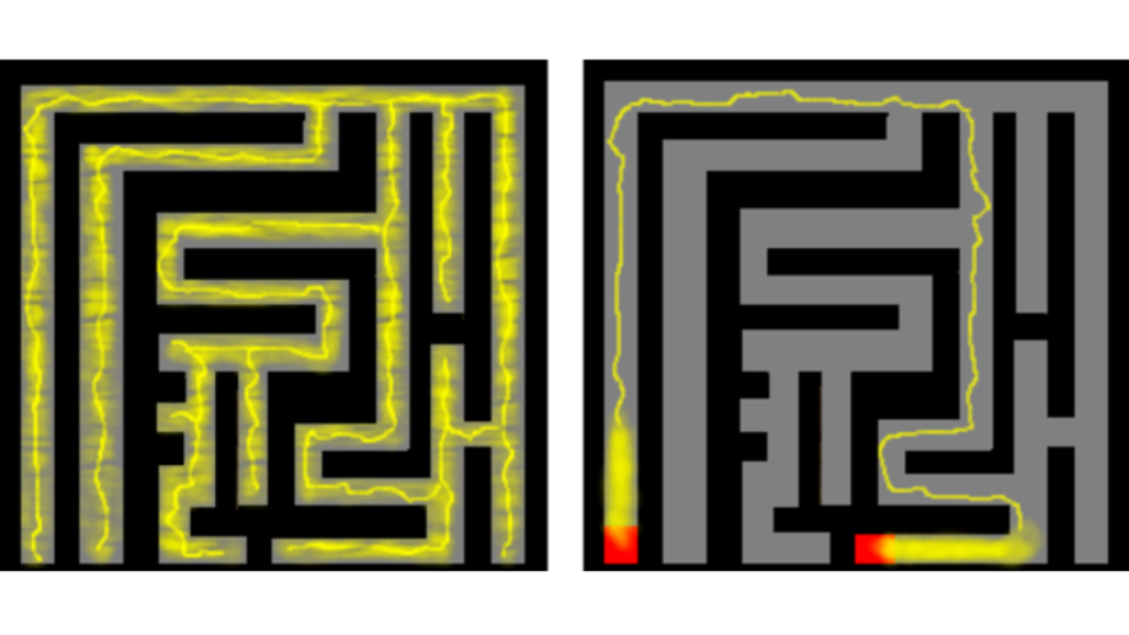 slime mold solves maze