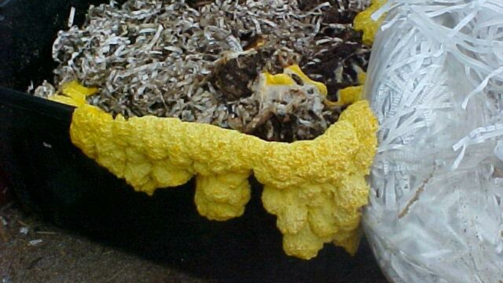 slime mold