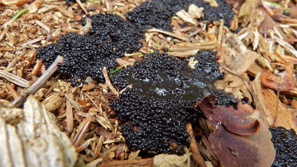 slime mold