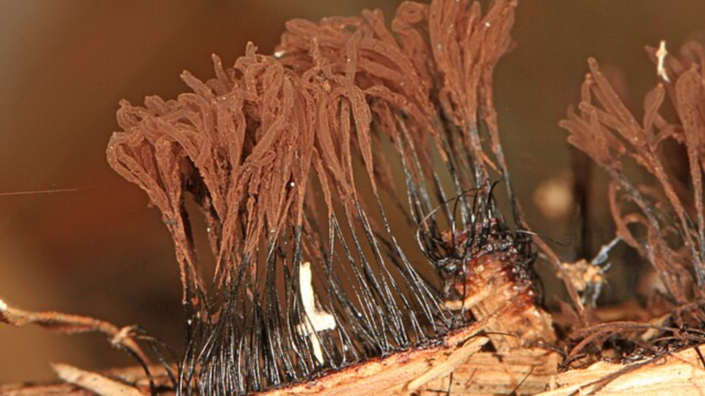 slime mold