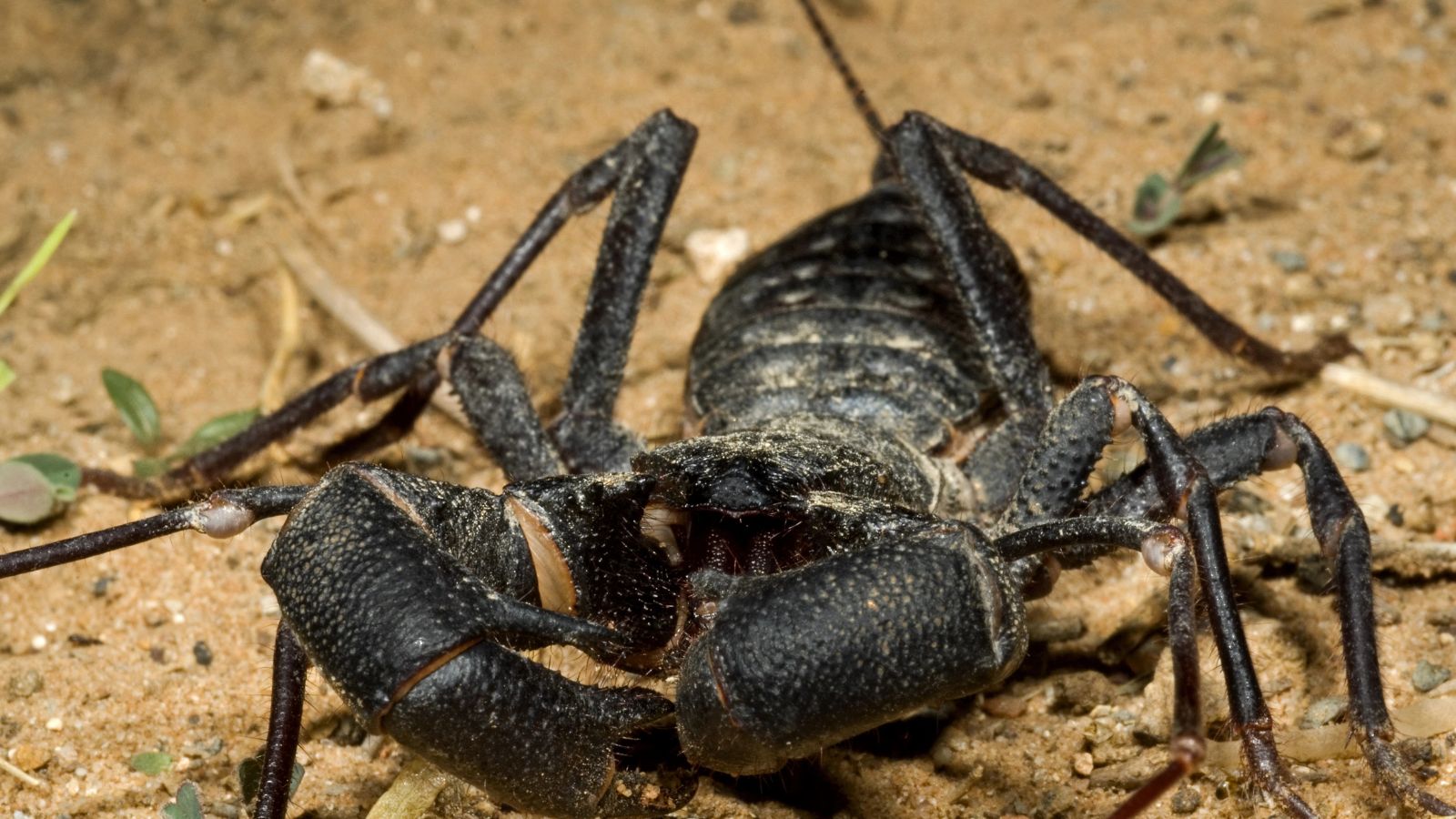 Jurassic Bugs | 14 Ancient Arthropods Still Crawling the Earth Today ...