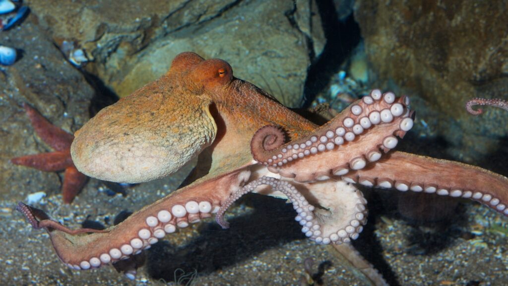 Giant Pacific Octopus