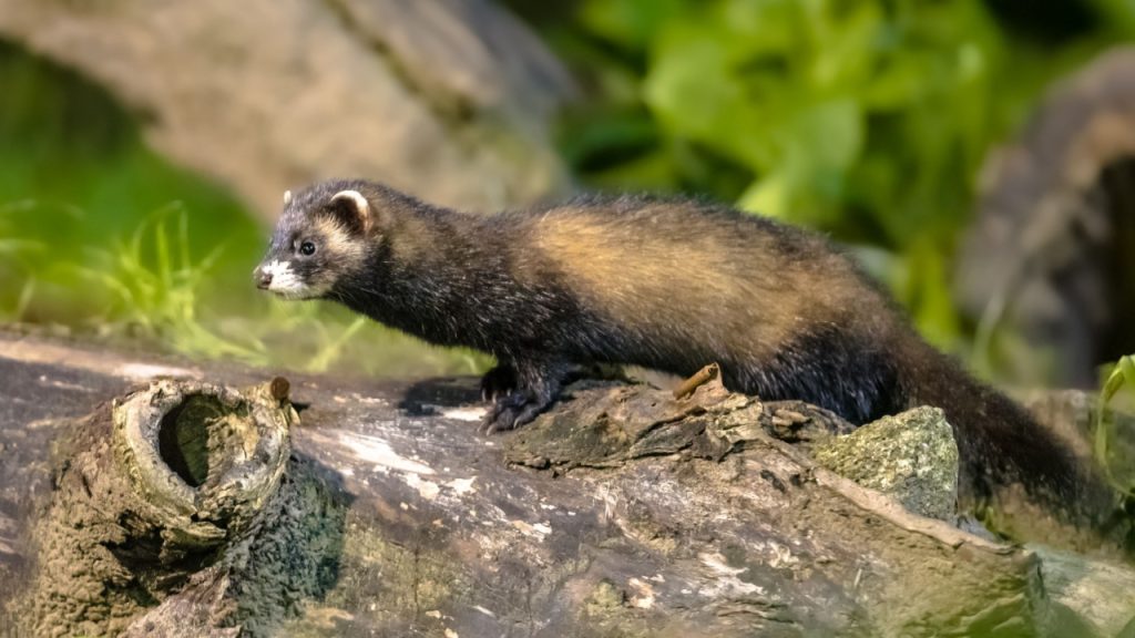 polecat on branch