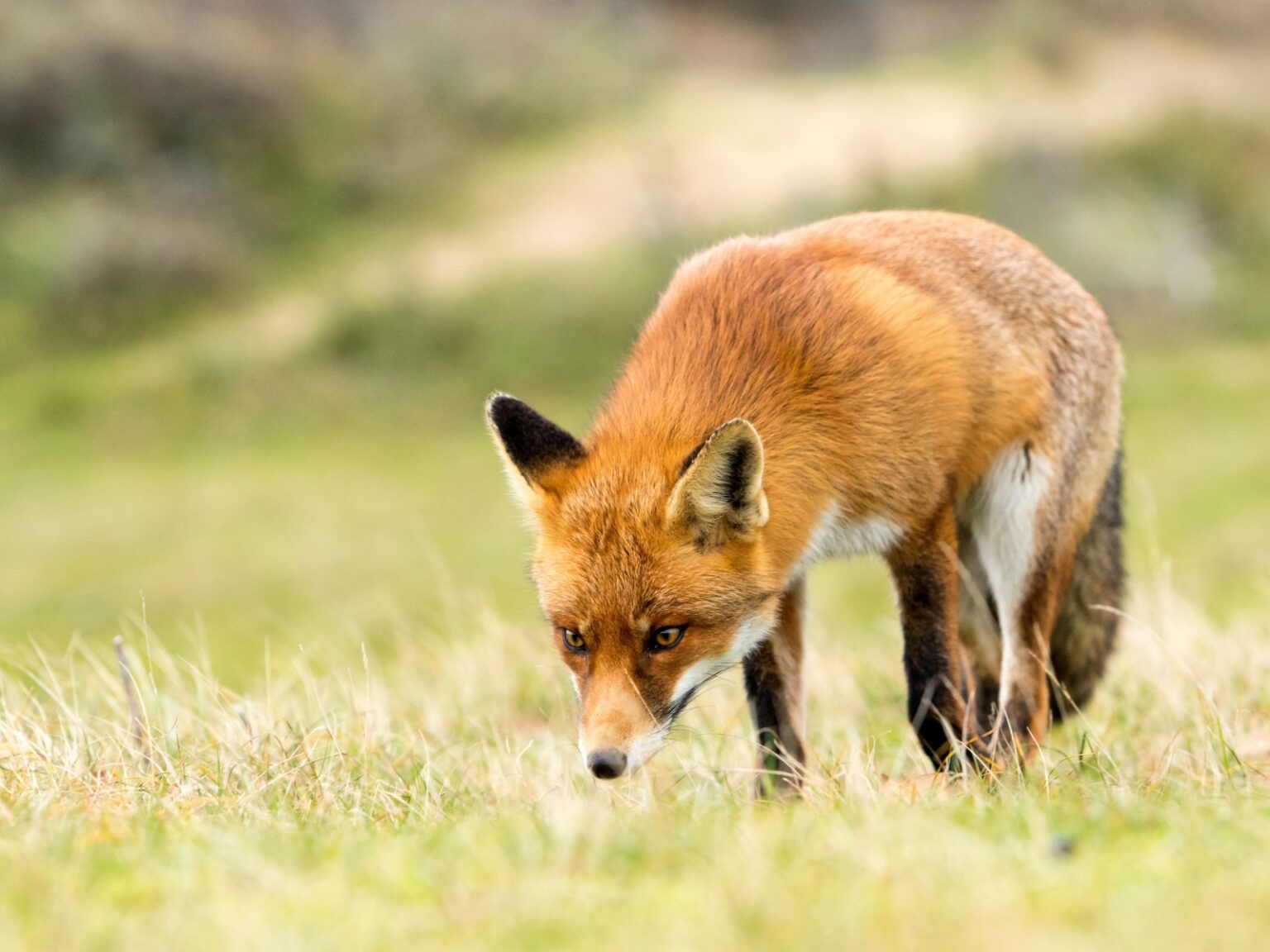 15 Animals That Eat Carrion - Outlandish Owl