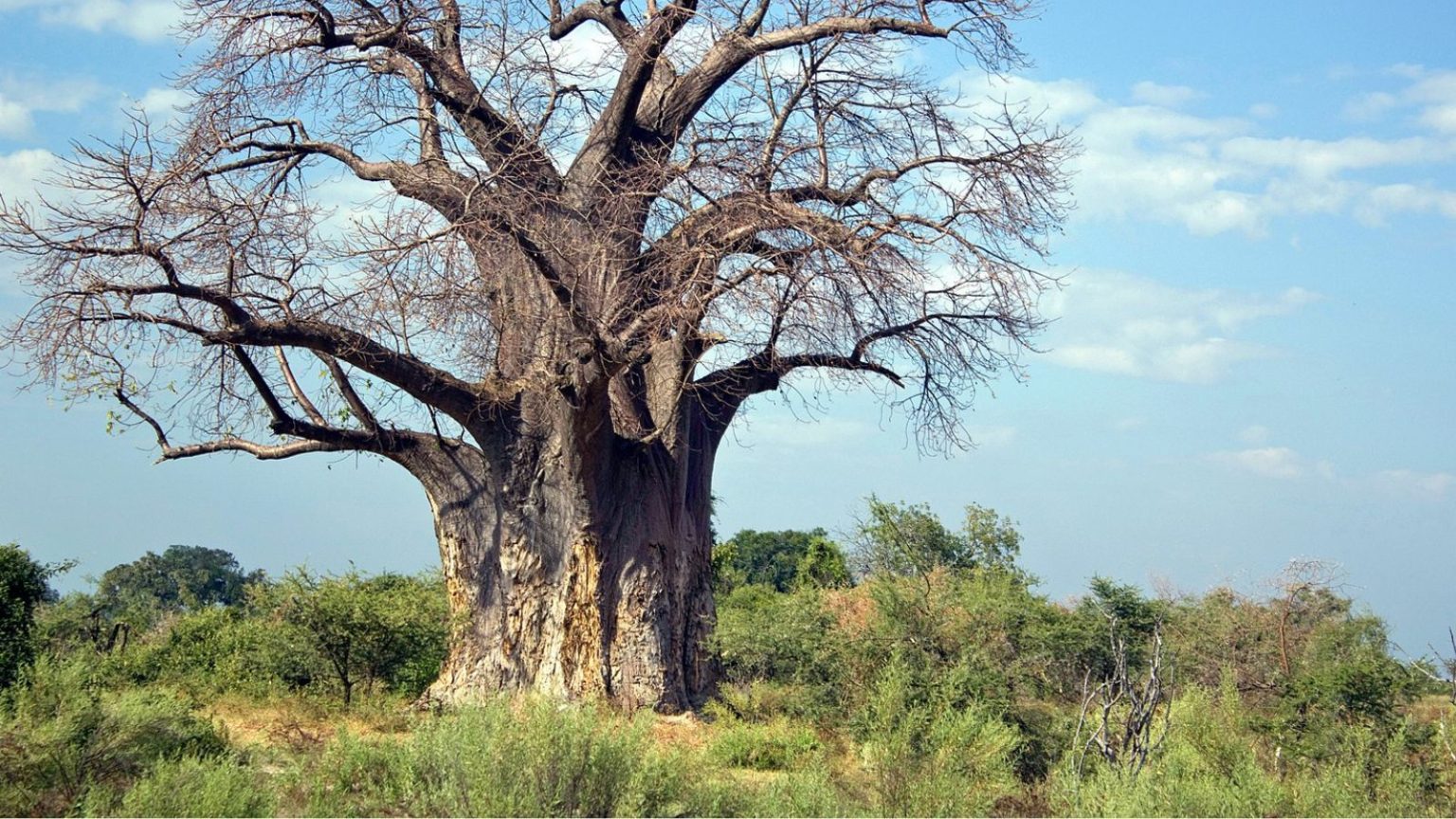 15 Weirdest Trees Around the World - Outlandish Owl