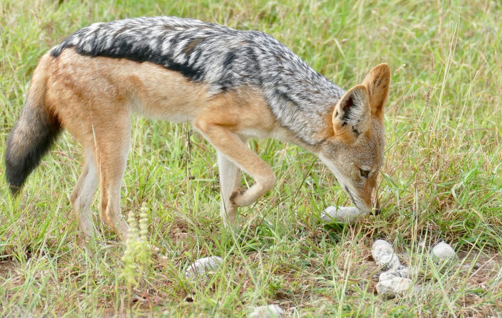 Black-Backed Hyenas