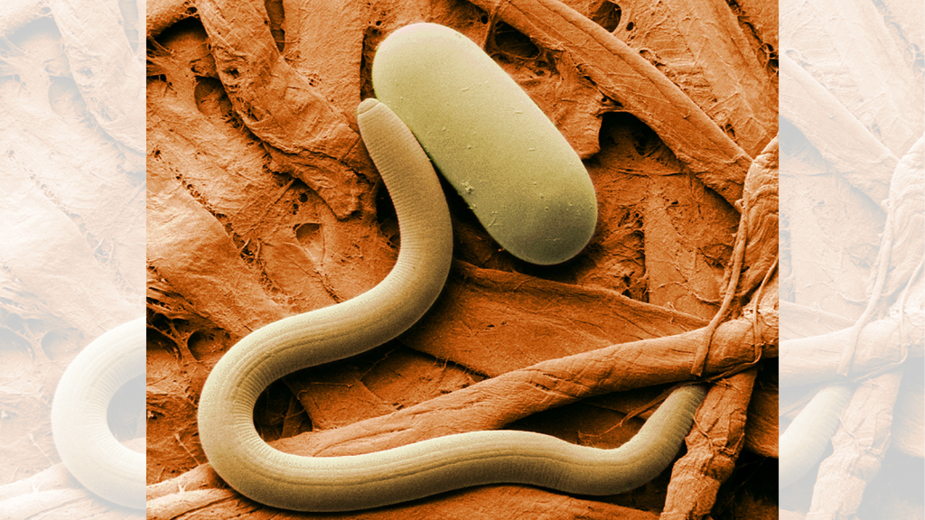 nematode
