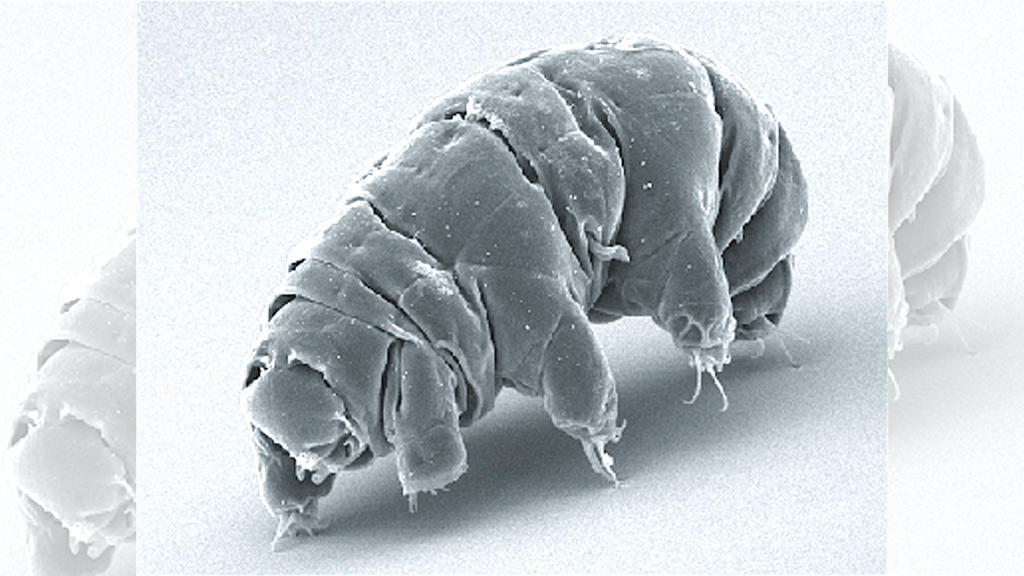 tardigrade
