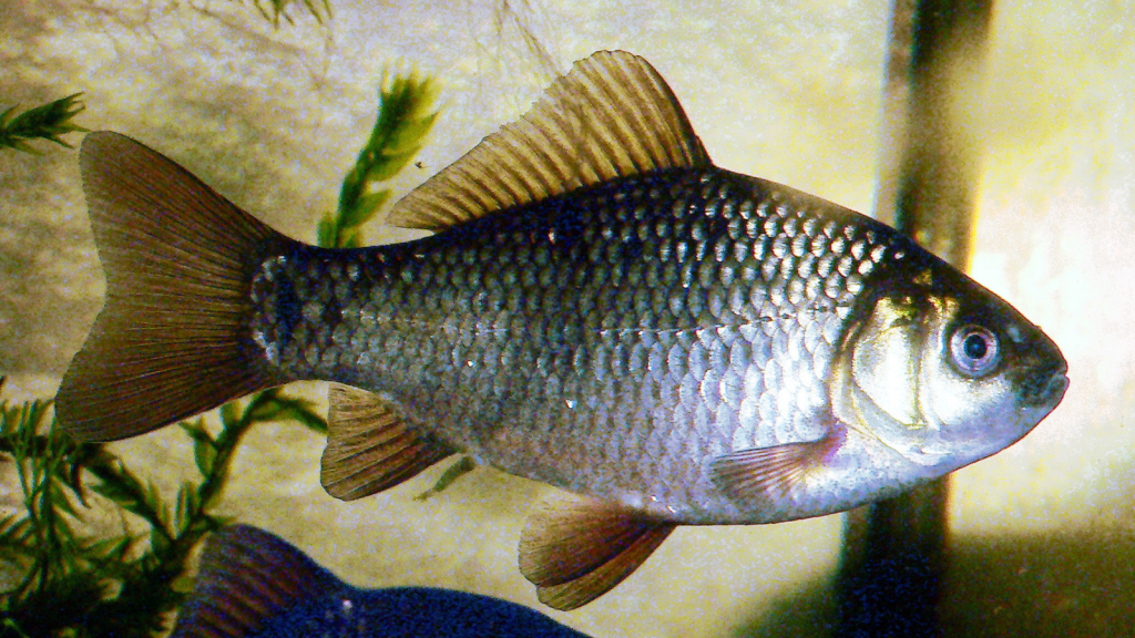 crucian carp
