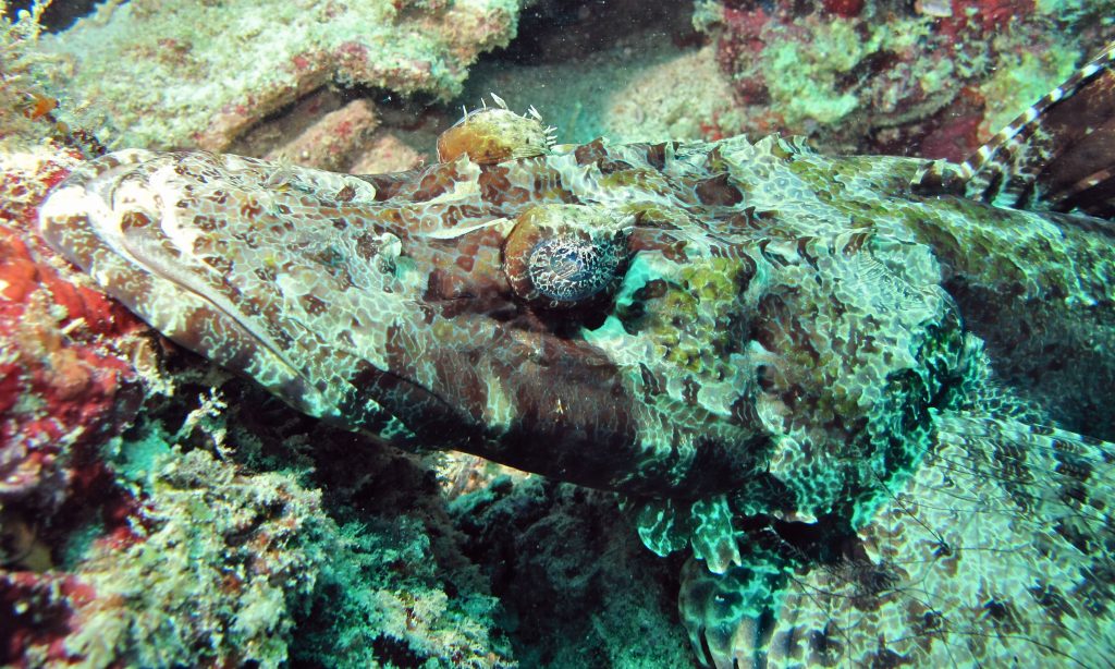 Crocodile Fish | Venomous Meat