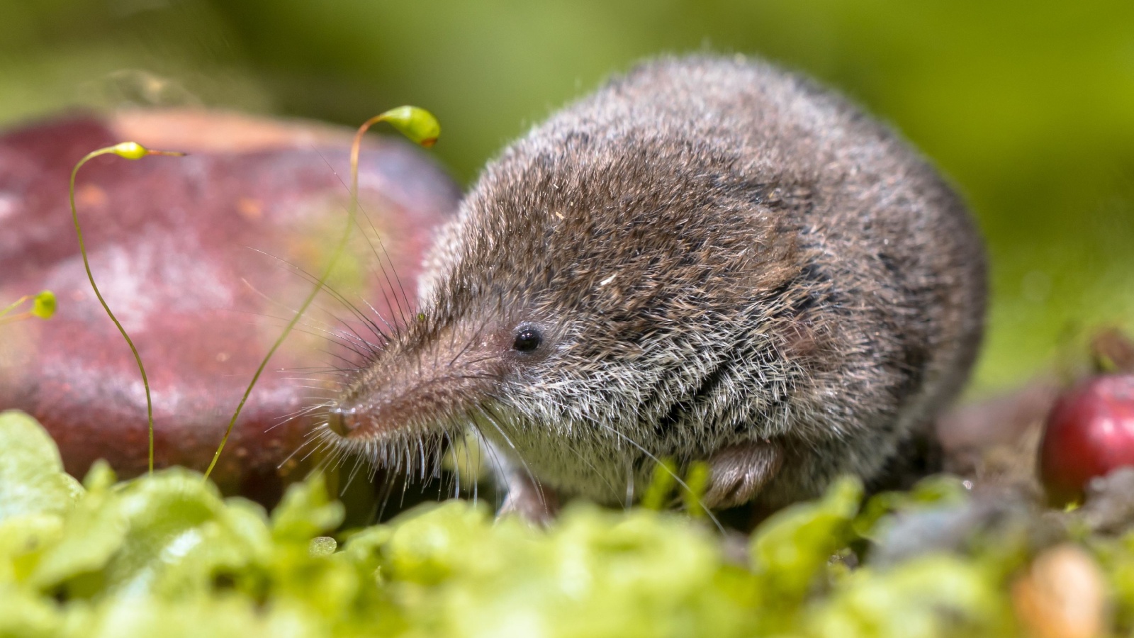 15 of Britain's Tiniest Mammals - Outlandish Owl