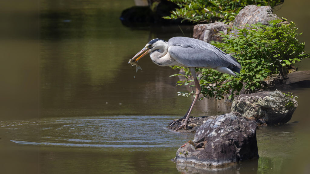 Herons