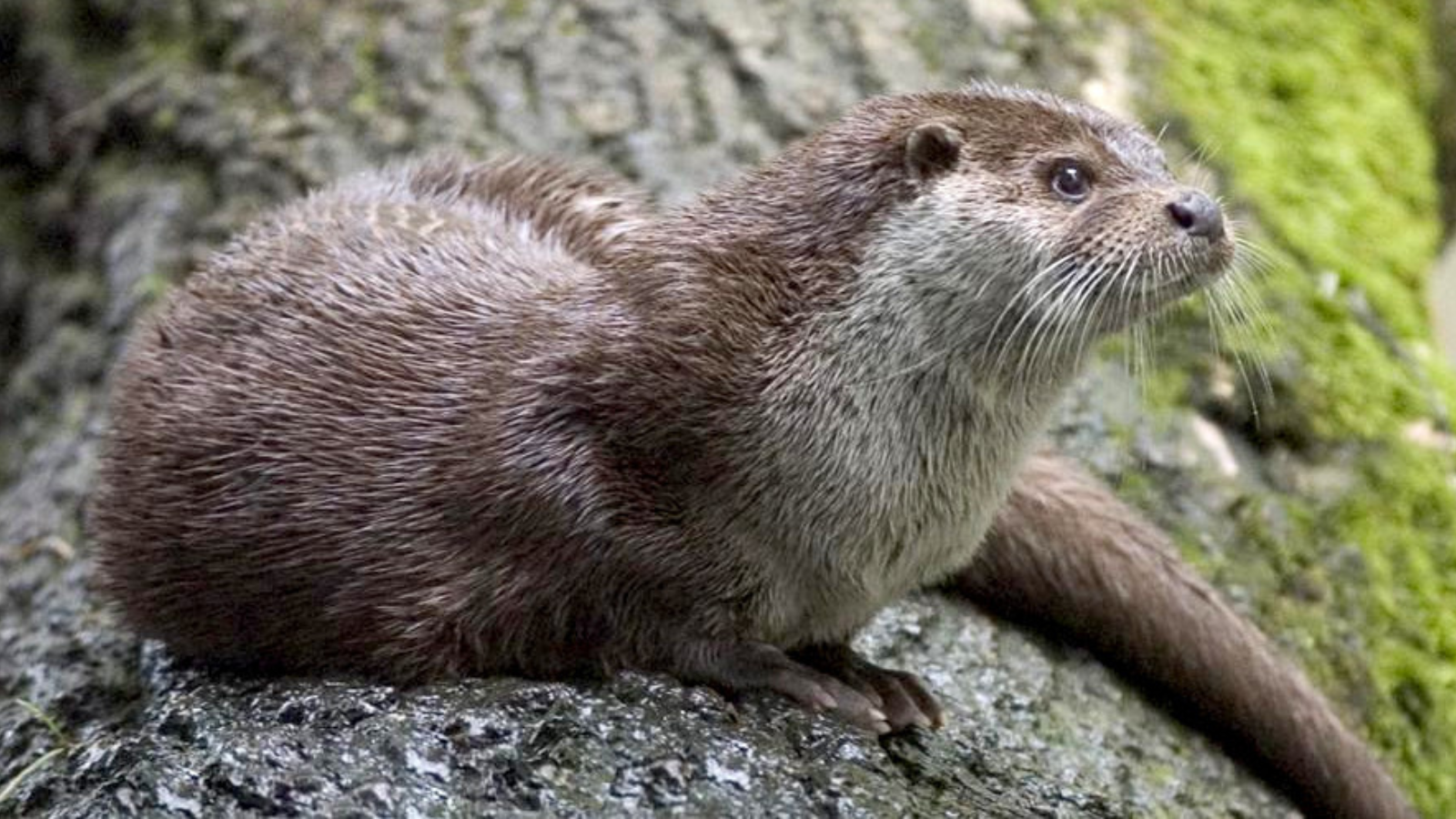 15 Astonishing Things About British Otters - Outlandish Owl