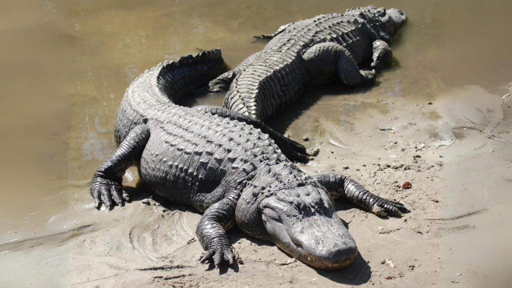 Alligators