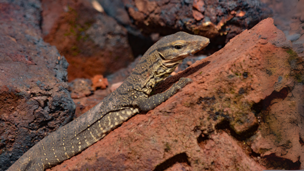 Monitor Lizards