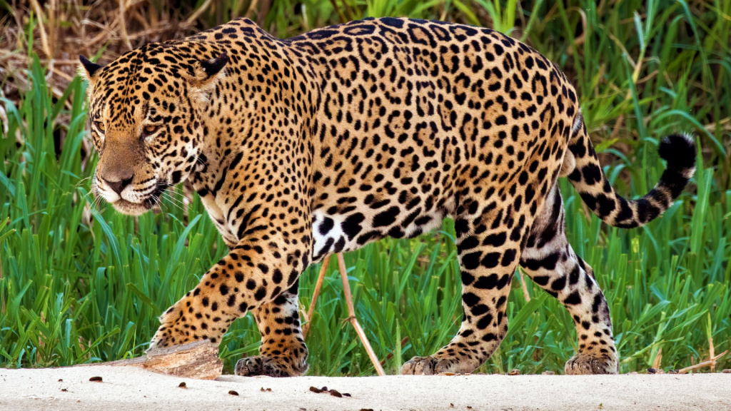 Jaguars