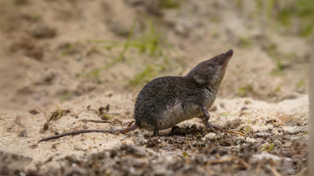 Water Shrews