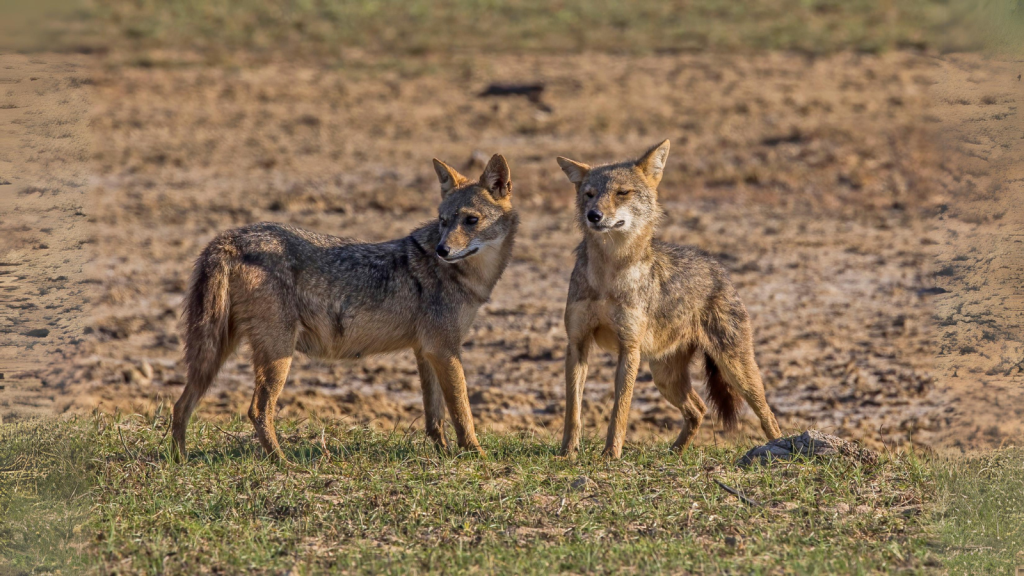 Jackals