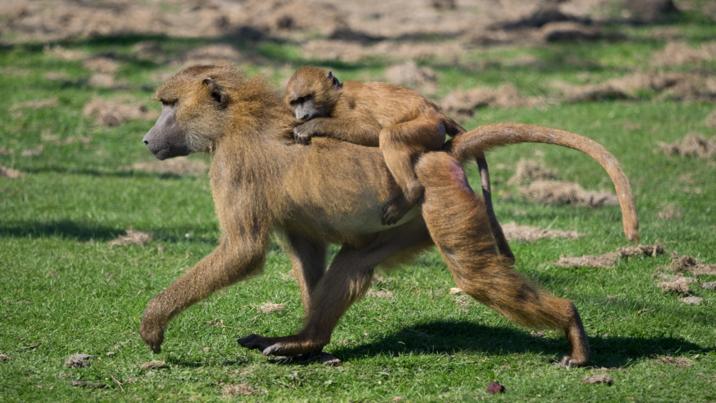 Baboons