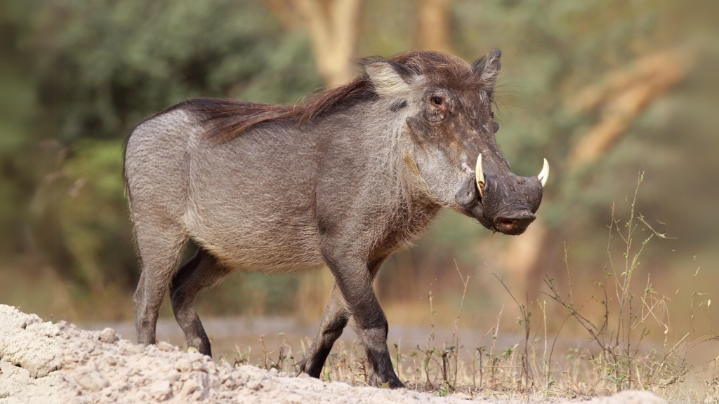 Warthogs