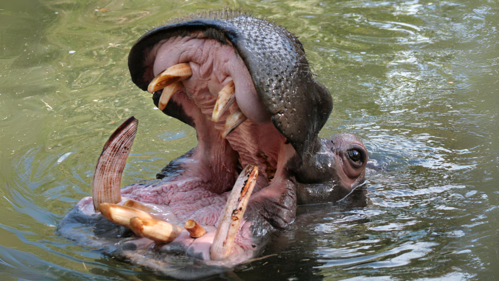 15 Creatures That Eat Hippos