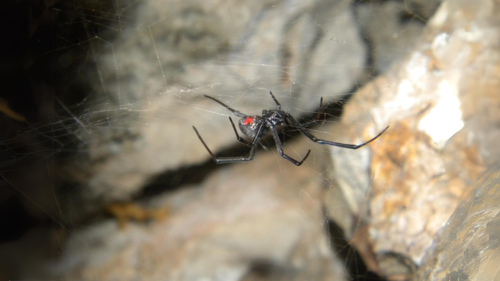 Southern Black Widow