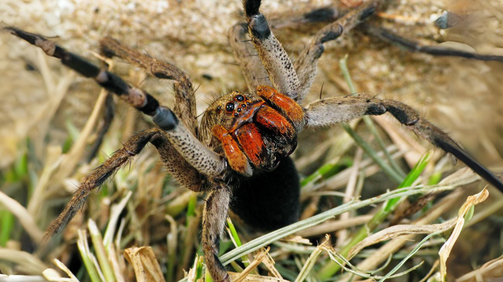 Brazilian Wolf Spider