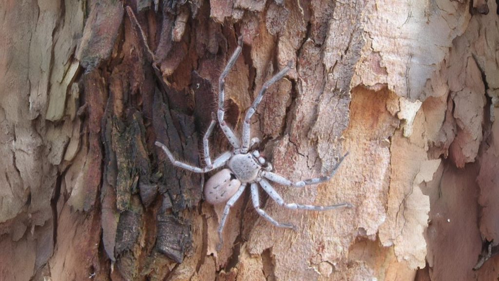 Australian Huntsman Spider