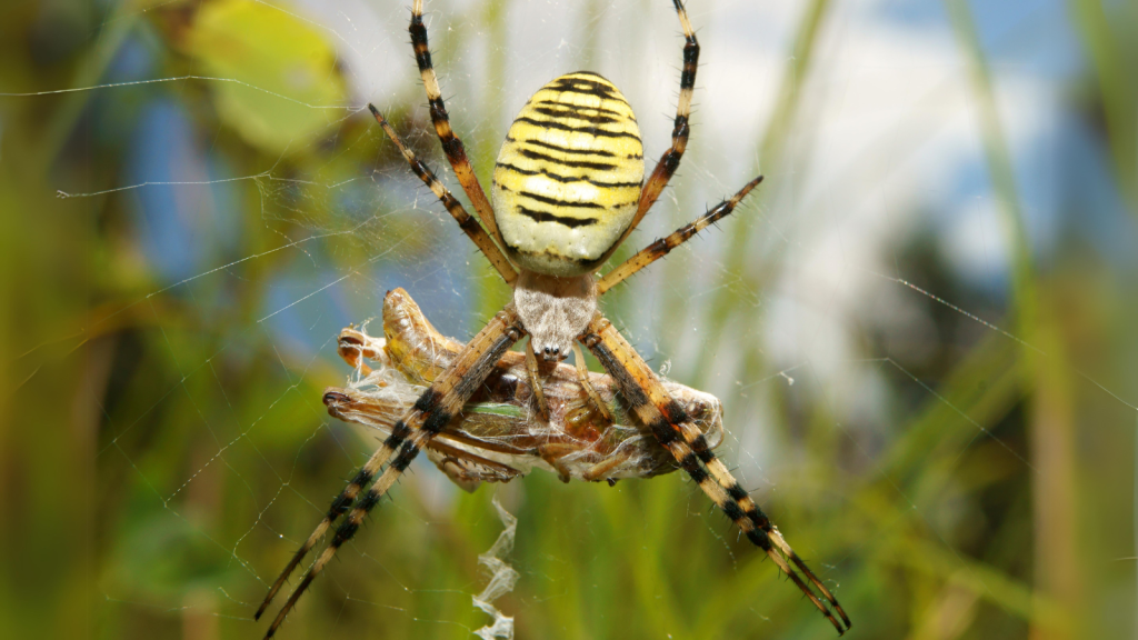 Wasp Spider