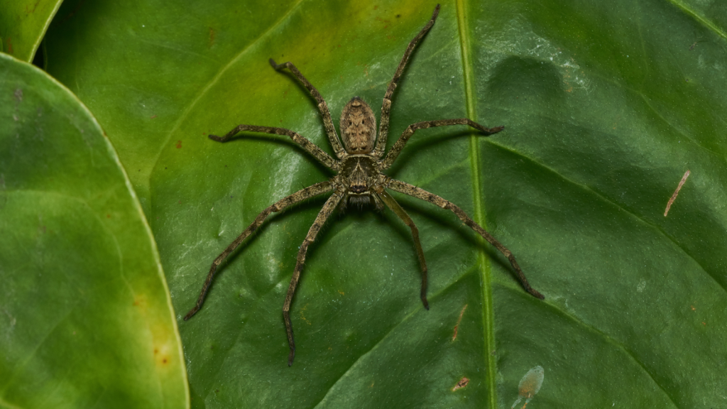 Giant Crab Spider