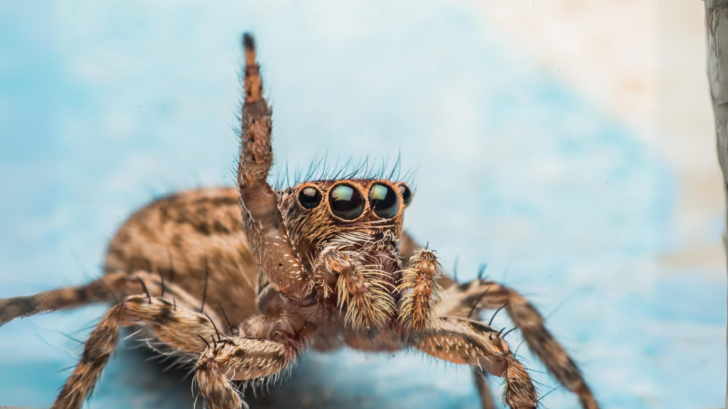 Webs of Prey | 12 Spiders That Eat Snakes