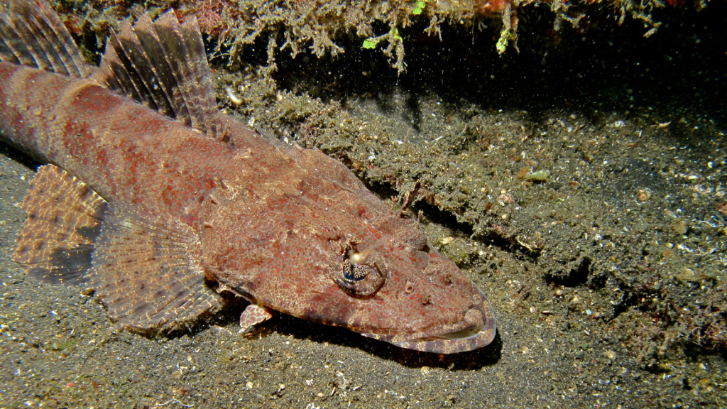 Crocodile Fish | Venomous Spines