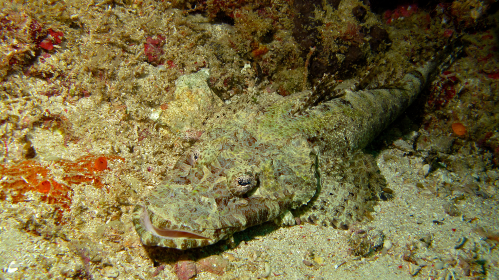 Crocodile Fish | Long Lifespan