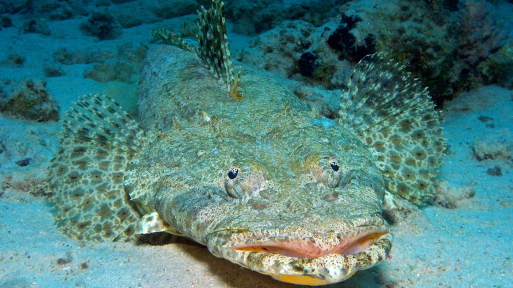 Crocodile Fish | Eyes on Top