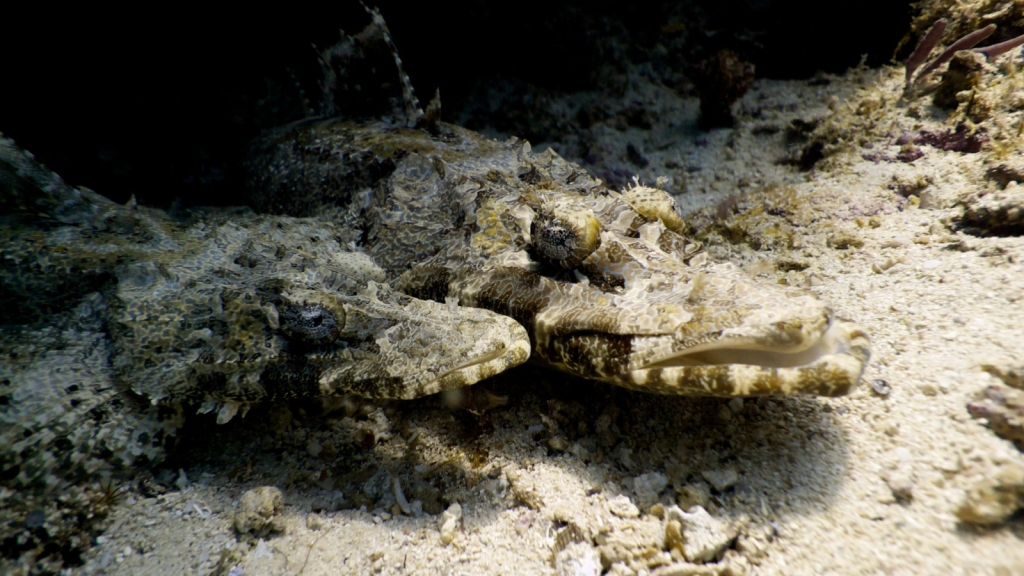 Crocodile Fish | Not Actually Related to Crocodiles