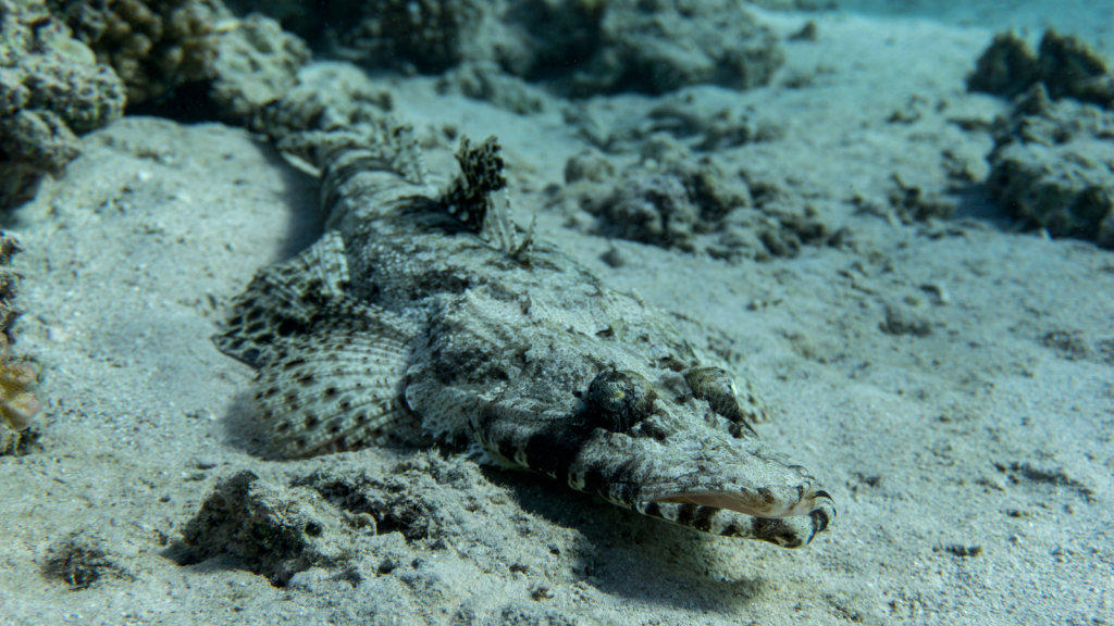 Crocodile Fish | Ambush Predators